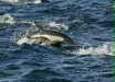 Long-beaked Common Dolphin <i>Delphinus capensis</i>