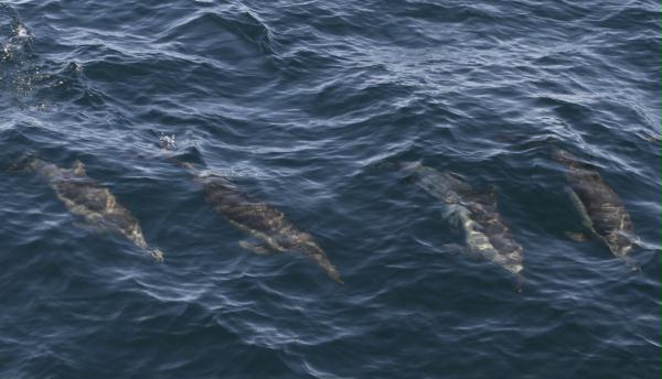 Long-beaked Common Dolphin <i>Delphinus capensis</i>