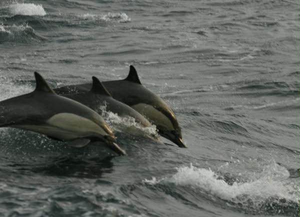 Long-beaked Common Dolphin <i>Delphinus capensis</i>