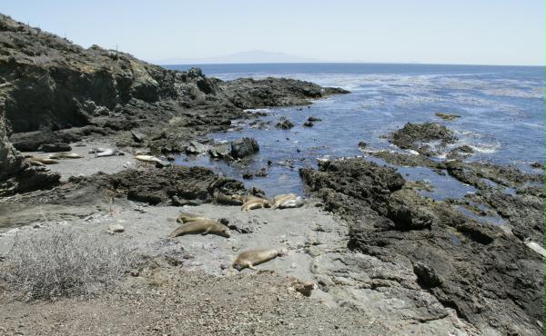 Northern Elephant Seal <i>Mirounga angustirostris</i>
