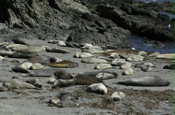 Northern Elephant Seal <i>Mirounga angustirostris>/i>