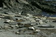 Northern Elephant Seal