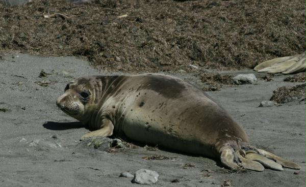 Northern Elephant Seal <i>Mirounga angustirostris>/i>