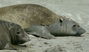 Northern Elephant Seal