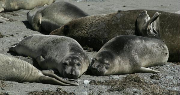 Northern Elephant Seal <i>Mirounga angustirostris>/i>