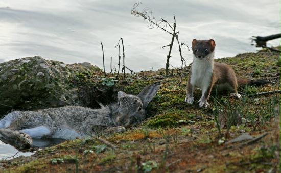 Stoat <i>Mustela erminea</i>