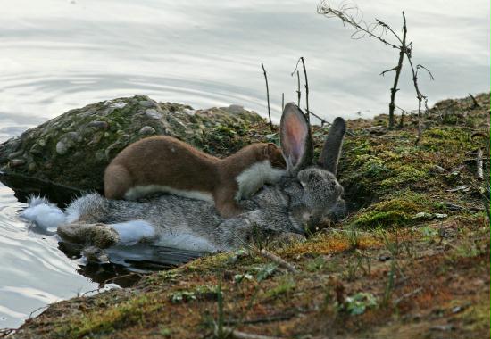 Stoat <i>Mustela erminea</i>