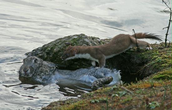 Stoat <i>Mustela erminea</i>