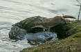 Stoat