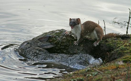 Stoat <i>Mustela erminea</i>