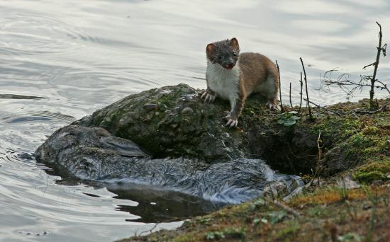 Stoat <i>Mustela erminea</i>