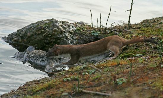 Stoat <i>Mustela erminea</i>