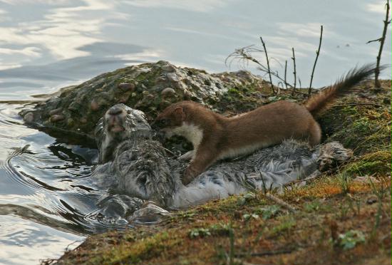 Stoat <i>Mustela erminea</i>
