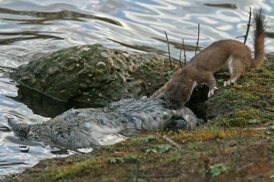 Stoat <i>Mustela erminea</i>