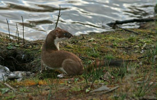 Stoat <i>Mustela erminea</i>