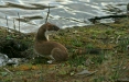 Stoat