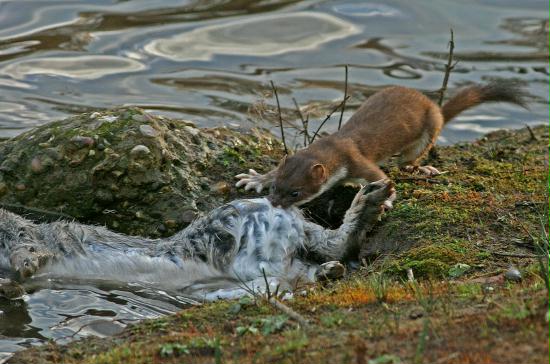 Stoat <i>Mustela erminea</i>