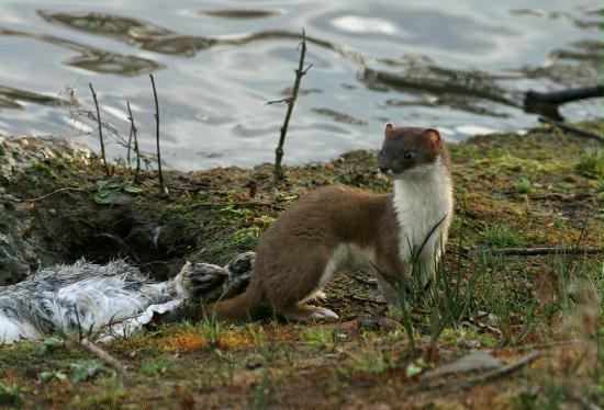 Stoat <i>Mustela erminea</i>