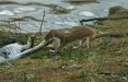 Stoat