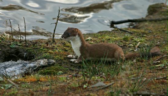 Stoat <i>Mustela erminea</i>