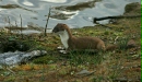 Stoat