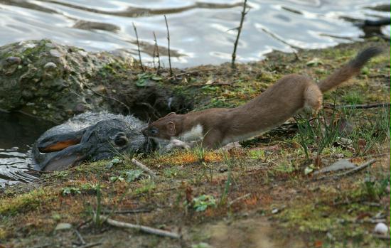 Stoat <i>Mustela erminea</i>