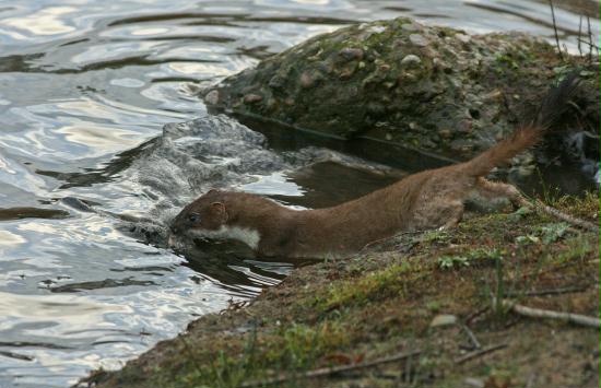 Stoat <i>Mustela erminea</i>