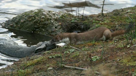 Stoat <i>Mustela erminea</i>