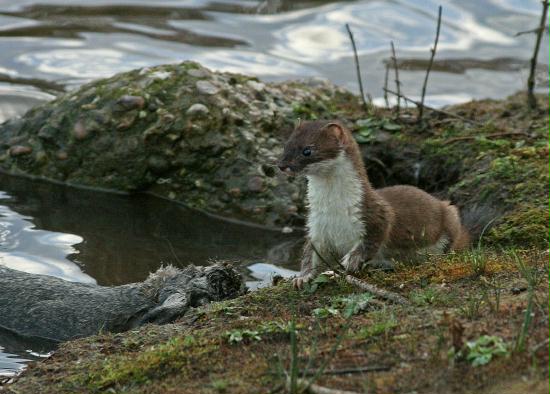 Stoat <i>Mustela erminea</i>