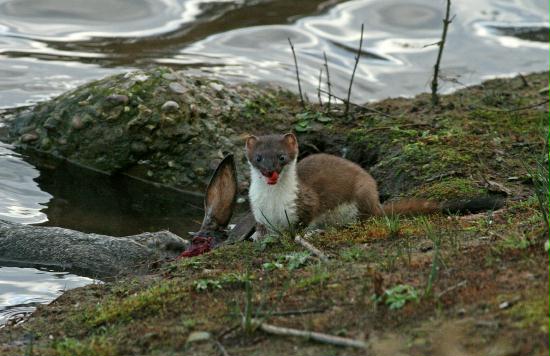 Stoat <i>Mustela erminea</i>