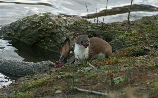 Stoat <i>Mustela erminea</i>
