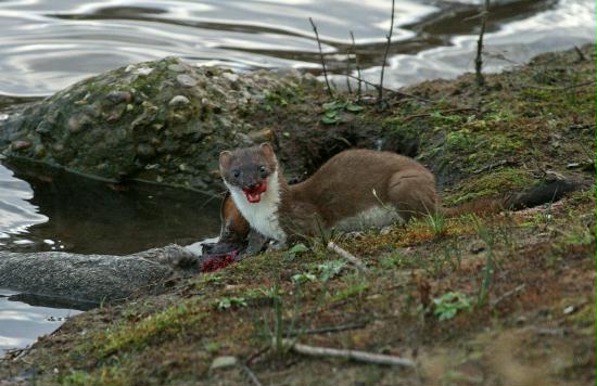 Stoat <i>Mustela erminea</i>