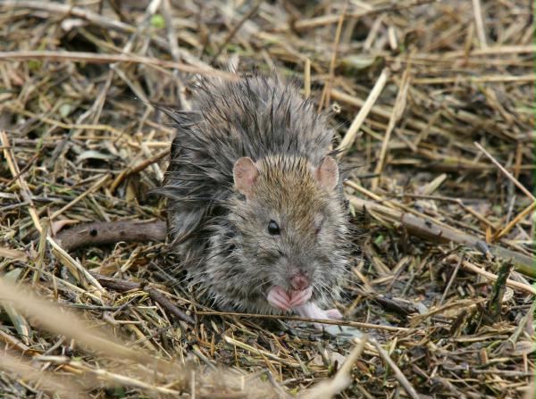 Brown Rat <i>Rattus norvegicus</i>