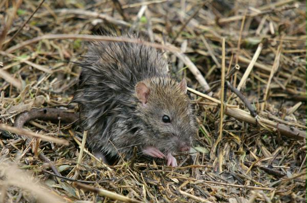 Brown Rat <i>Rattus norvegicus</i>