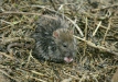 Brown Rat