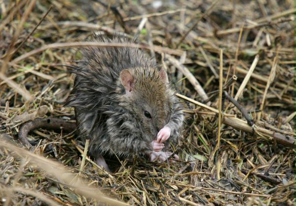 Brown Rat <i>Rattus norvegicus</i>