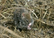 Brown Rat