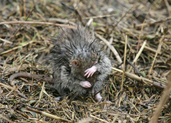 Brown Rat <i>Rattus norvegicus</i>