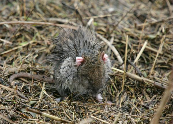 Brown Rat <i>Rattus norvegicus</i>