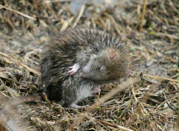 Brown Rat <i>Rattus norvegicus</i>