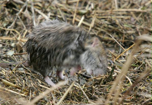Brown Rat <i>Rattus norvegicus</i>