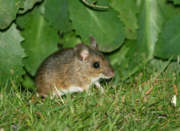 Wood Mouse <i>Apodemus sylvaticus</i>