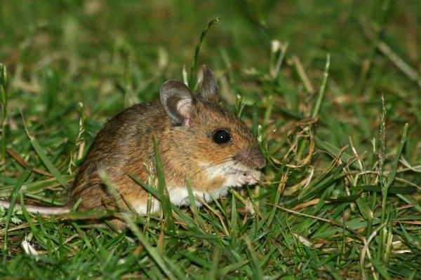Wood Mouse <i>Apodemus sylvaticus</i>