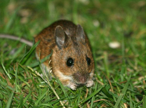 Wood Mouse <i>Apodemus sylvaticus</i>