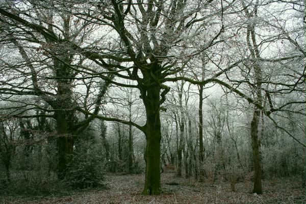 Marbury Country Park