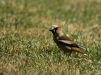 Hawfinch