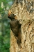 Black Woodpecker