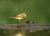 Chiffchaff