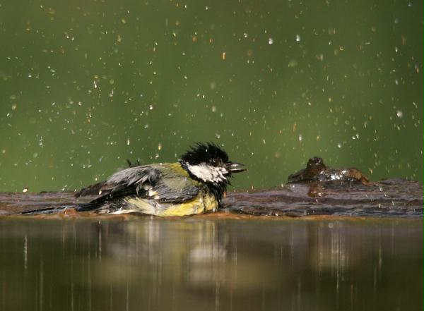 Great Tit <i>Parus major</i>