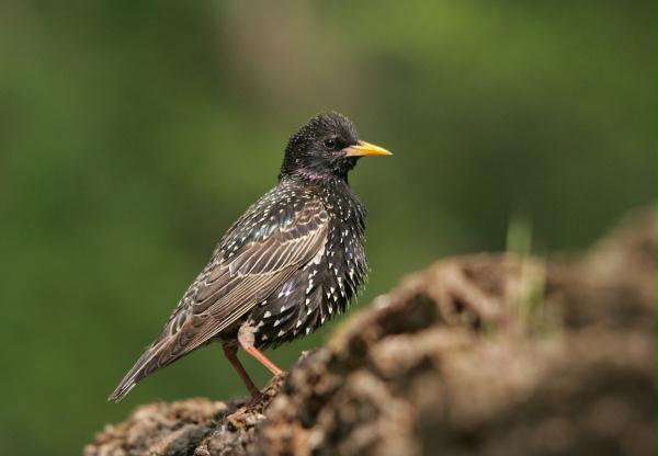 Starling <i>Sturnus vulgaris</i>